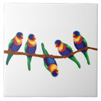 Australian rainbow lorikeets