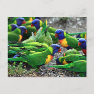 Australian Rainbow Lorikeets Postcard