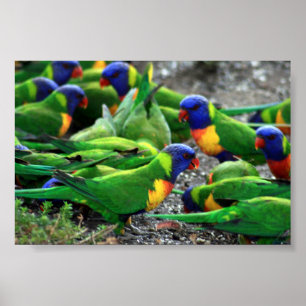 Australian Rainbow Lorikeets Poster