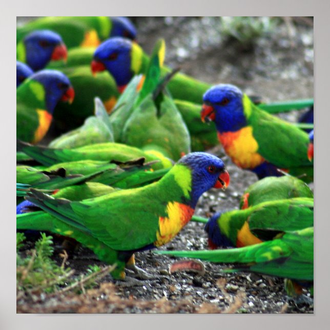 Australian Rainbow Lorikeets Poster (Front)