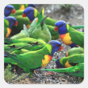 Australian Rainbow Lorikeets Square Sticker