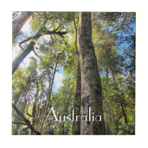 Australian Rainforest Eucalyptus Gum Trees Ceramic Tile