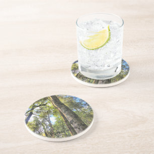 Australian Rainforest Eucalyptus Gum Trees Coaster