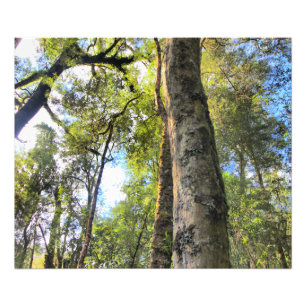 Australian Rainforest Eucalyptus Gum Trees Photo Print