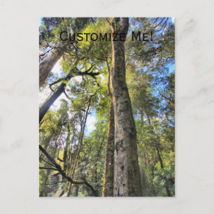 Australian Rainforest Eucalyptus Gum Trees Postcard