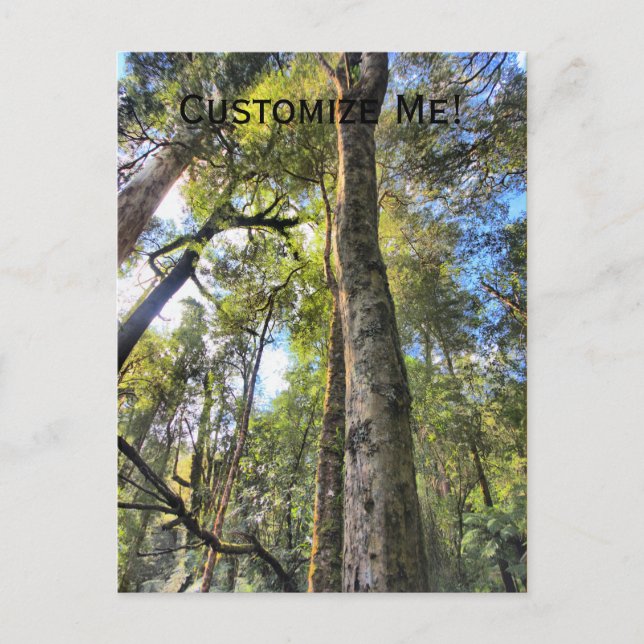 Australian Rainforest Eucalyptus Gum Trees Postcard (Front)