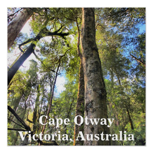 Australian Rainforest Eucalyptus Gum Trees Poster (Front)