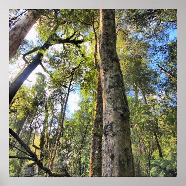 Australian Rainforest Eucalyptus Gum Trees Poster (Front)