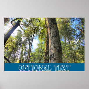 Australian Rainforest Eucalyptus Gum Trees Poster