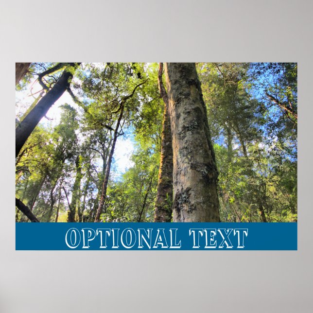 Australian Rainforest Eucalyptus Gum Trees Poster (Front)