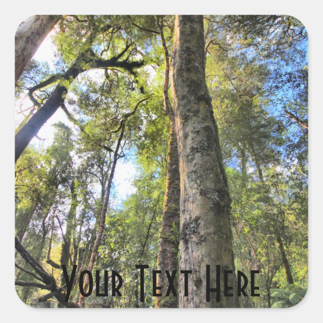 Australian Rainforest Eucalyptus Gum Trees Square Sticker (Front)