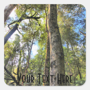 Australian Rainforest Eucalyptus Gum Trees Square Sticker
