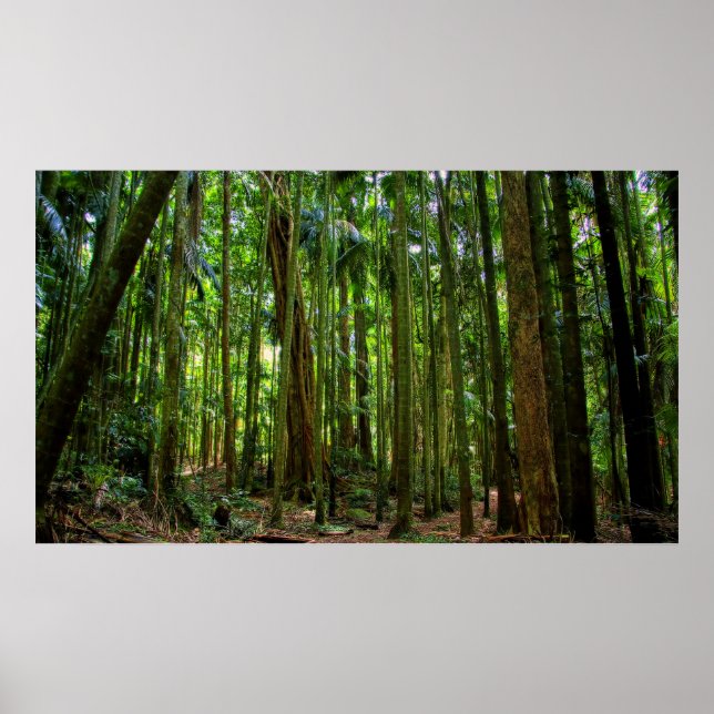 Australian Rainforest Poster (Front)