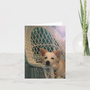 Australian Red Border Collie Card