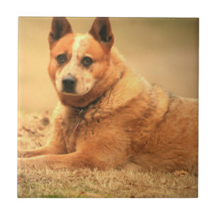 Australian Red Cattle Dog Tiles