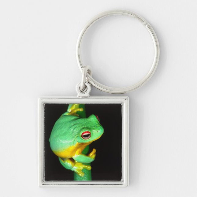 Australian Red Eye Treefrog, Litoria chloris, Key Ring (Front)
