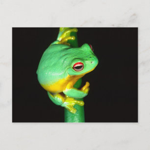 Australian Red Eye Treefrog, Litoria chloris, Postcard