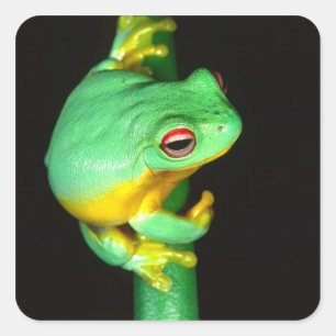 Australian Red Eye Treefrog, Litoria chloris, Square Sticker