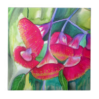 Australian red flowering gumnuts watercolor art