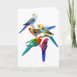 Australian Rosella Parrots Card