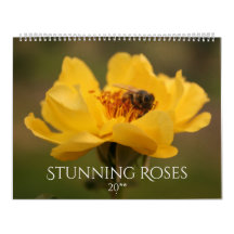 Australian Roses Stunning Photography