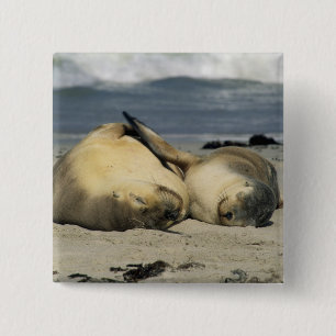 Australian Sea Lions, Neophoca cinerea), 15 Cm Square Badge