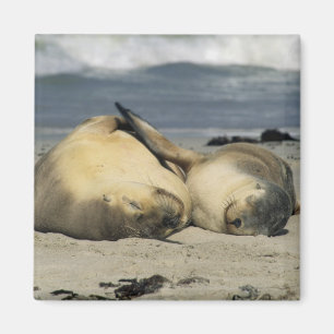 Australian Sea Lions, Neophoca cinerea), Magnet