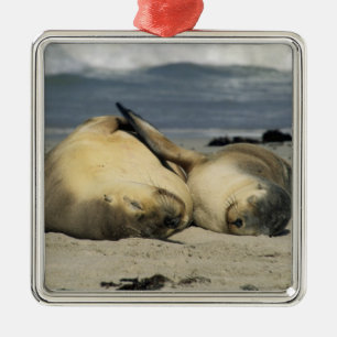 Australian Sea Lions, Neophoca cinerea), Metal Ornament