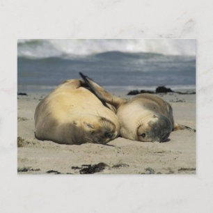 Australian Sea Lions, Neophoca cinerea), Postcard