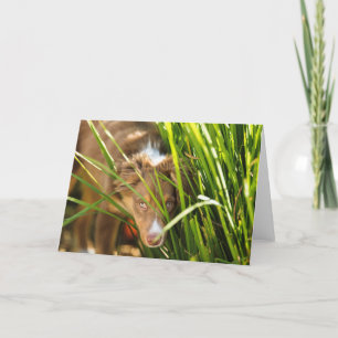 Australian Shephard Greeting card with envelope