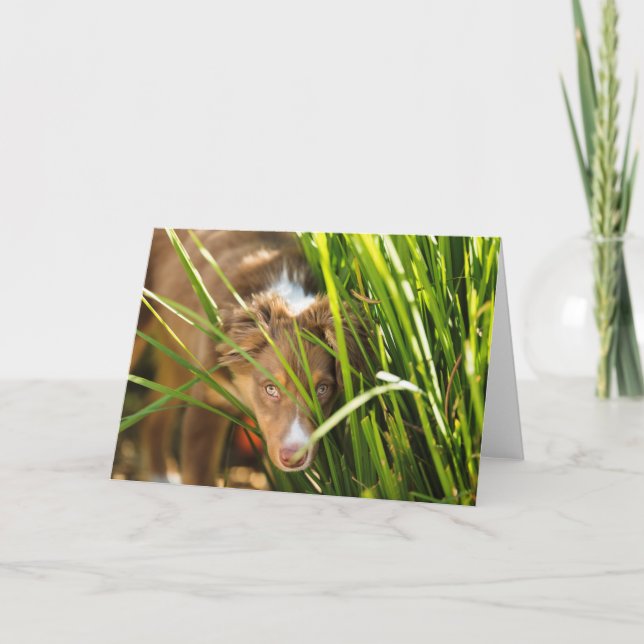 Australian Shephard Greeting card with envelope (Front)