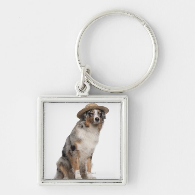 Australian Shepherd (10 months old) wearing a Key Ring (Front)