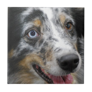 australian-shepherd-32.jpg ceramic tile