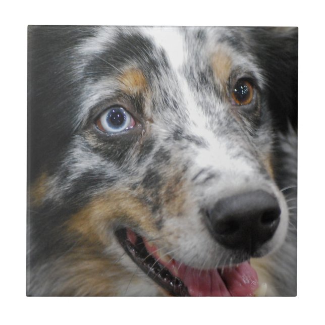 australian-shepherd-32.jpg ceramic tile (Front)