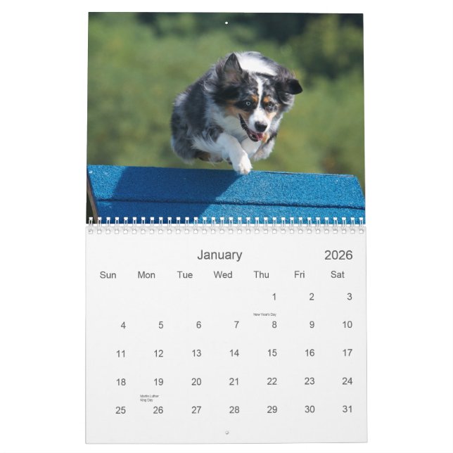 Australian Shepherd Agility 18 Month Wall Calendar (Jan 2026)