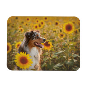 Australian Shepherd and Sunflowers Magnet