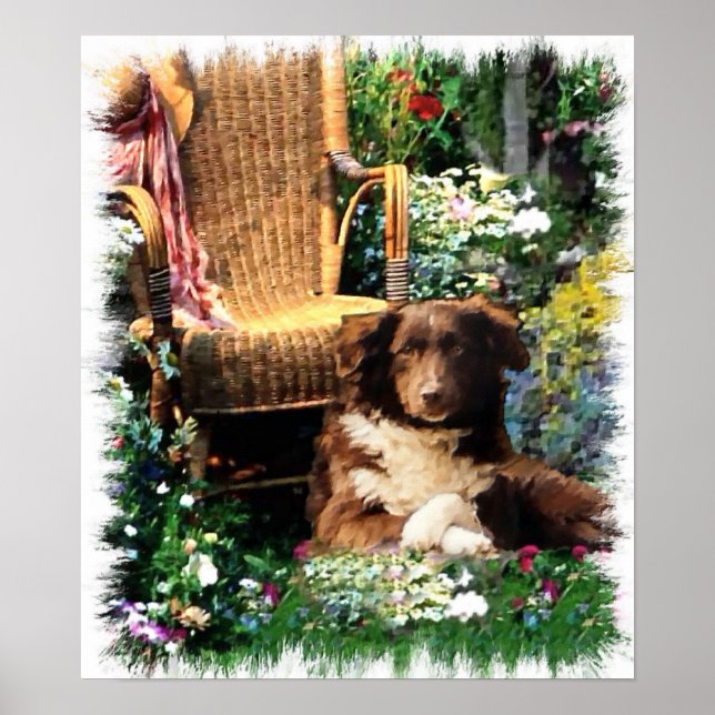 Australian Shepherd Art Print (Front)