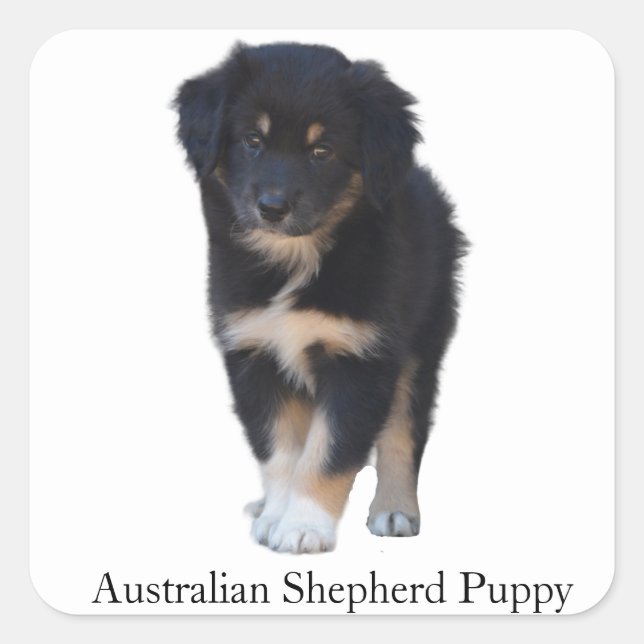 Australian Shepherd (Aussie) Puppy Breed Sticker (Front)