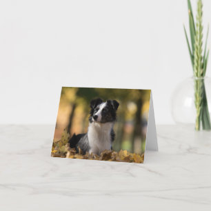 Australian Shepherd Aussie Puppy Dog Hello Love Card