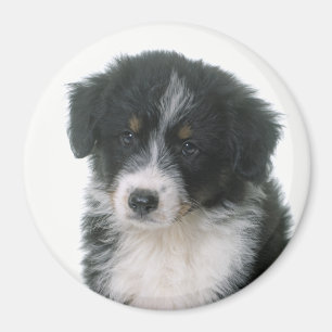 Australian Shepherd Aussie Puppy Dog Magnet