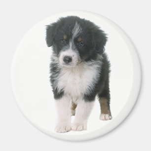 Australian Shepherd Aussie Puppy Dog Magnet