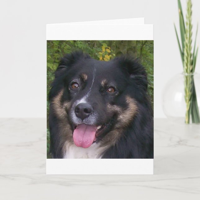 australian shepherd black tri card (Front)