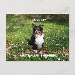australian-shepherd-black tri love w pic postcard
