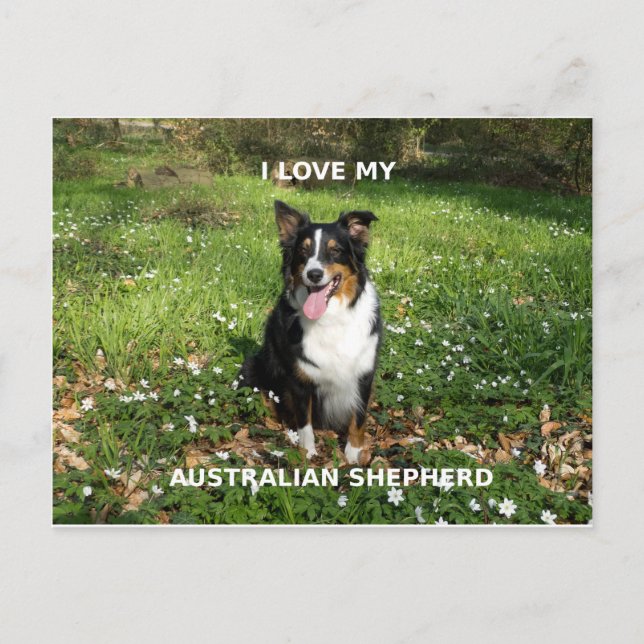 australian-shepherd-black tri love w pic postcard (Front)