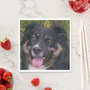 australian shepherd black tri napkin