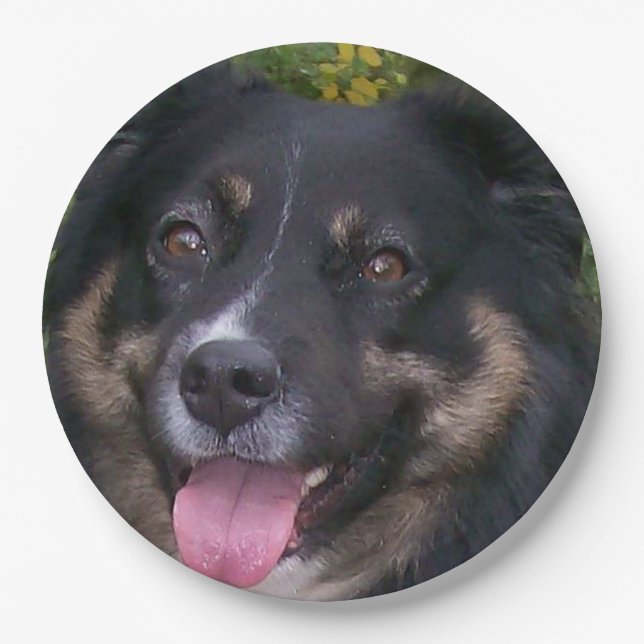 australian shepherd black tri paper plate (Front)