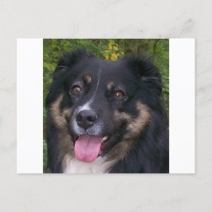 australian shepherd black tri postcard