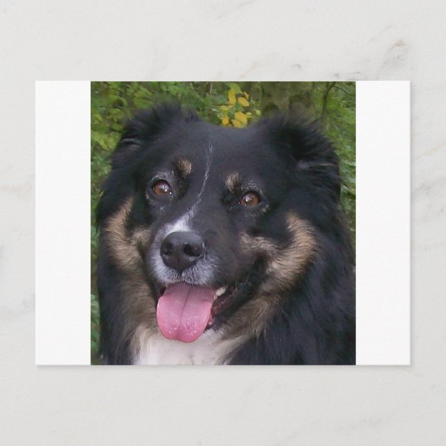 australian shepherd black tri postcard (Front)
