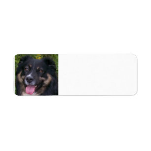 australian shepherd black tri return address label