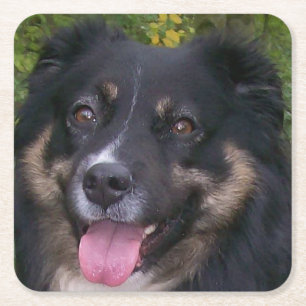 australian shepherd black tri square paper coaster
